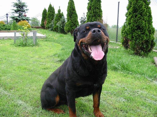 Rottweiler szczeniaki