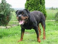 Rottweiler szczeniaki