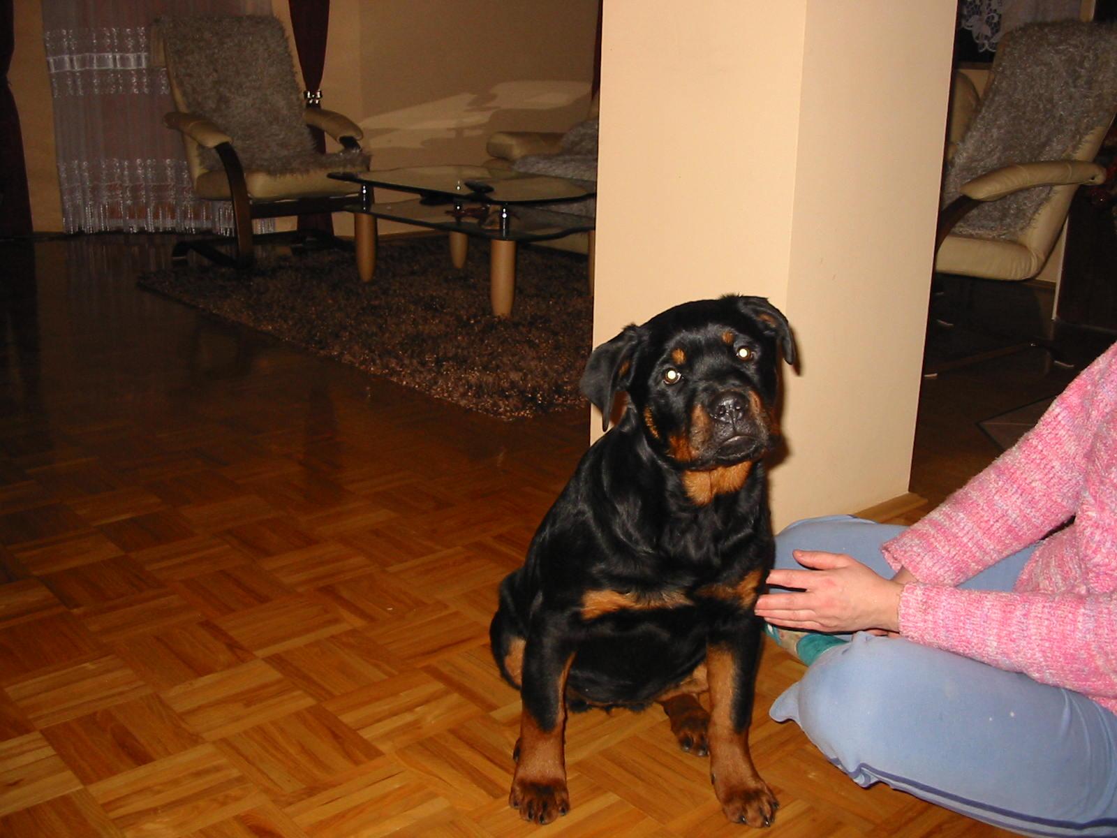 Rottweiler szczeniaki