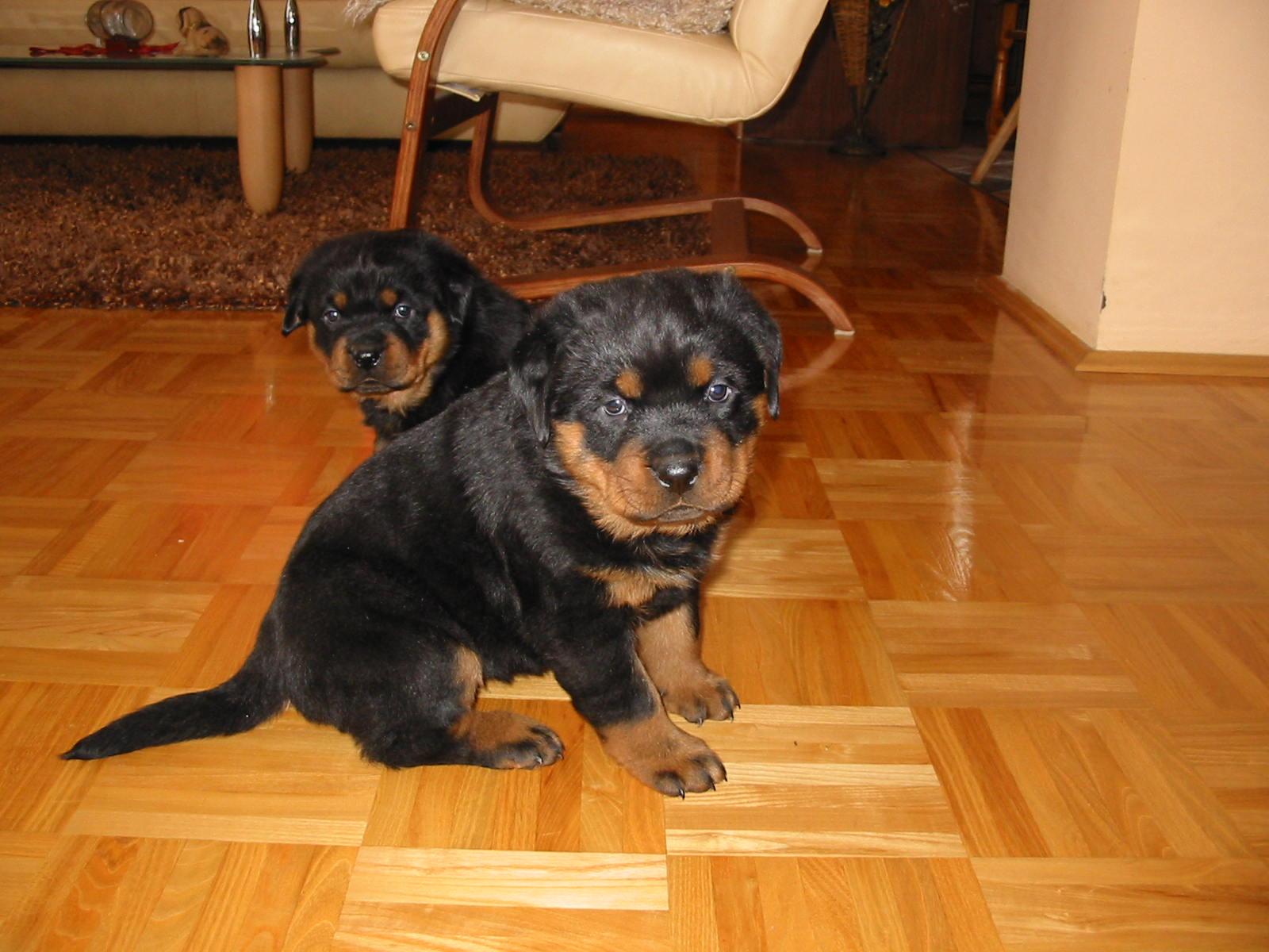 Rottweiler szczeniaki