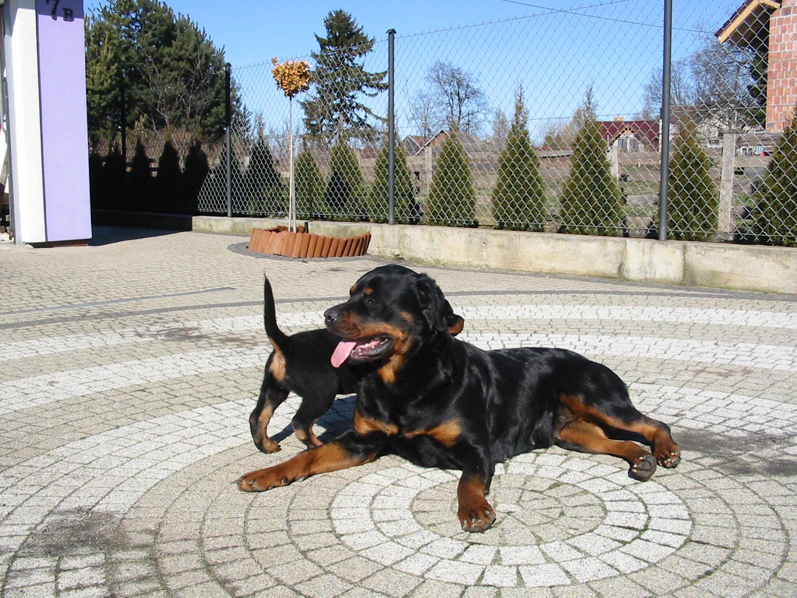 Rottweiler szczeniaki