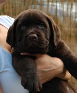 Słodkie  czekoladki labrador retriever w W - wie Bemowo