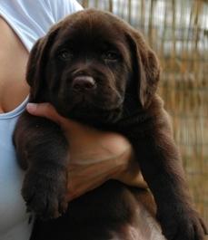 Słodkie  czekoladki labrador retriever w W - wie Bemowo