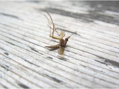 Co przyciąga komary i jak z nimi walczyć?