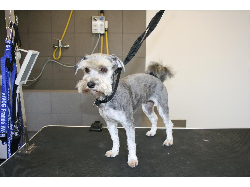 Salon Pielęgnacji Psów i Kotów 
