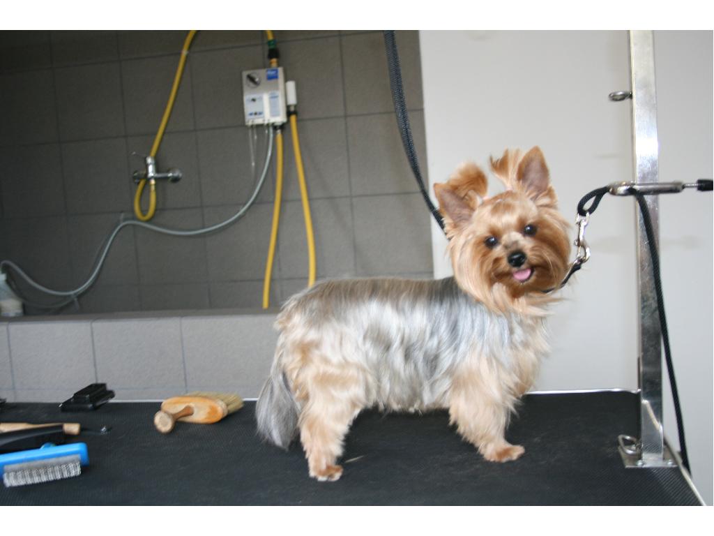 Salon Pielęgnacji Psów i Kotów 