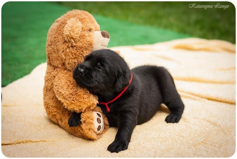 Labrador Retriever szczenięta, Toruń, kujawsko-pomorskie