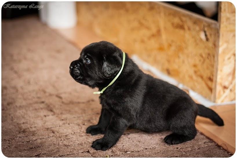 Labrador Retriever szczenięta, Toruń, kujawsko-pomorskie