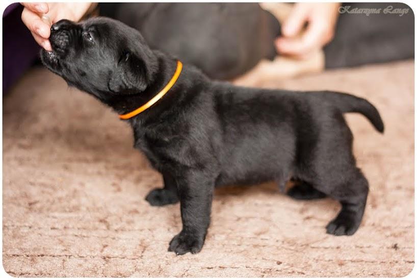 Labrador Retriever szczenięta, Toruń, kujawsko-pomorskie