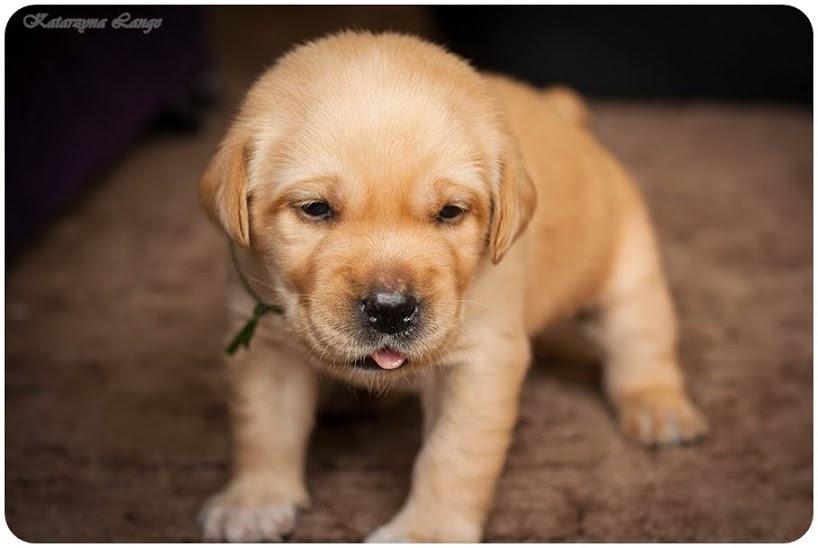 Labrador Retriever szczenięta, Toruń, kujawsko-pomorskie