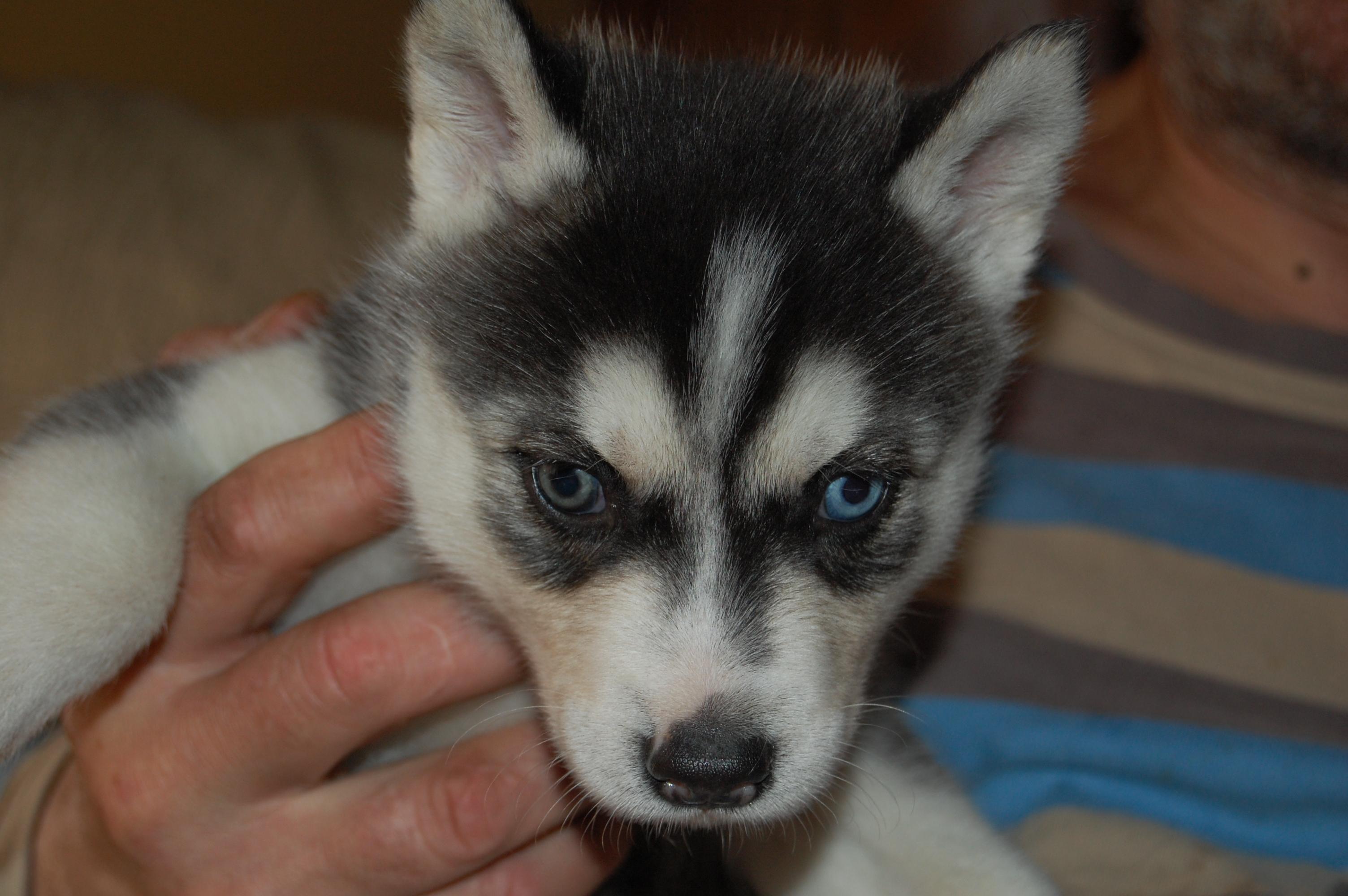 SZCZENIAKI SYBERIAN HUSKY, woj. dolnośląskie