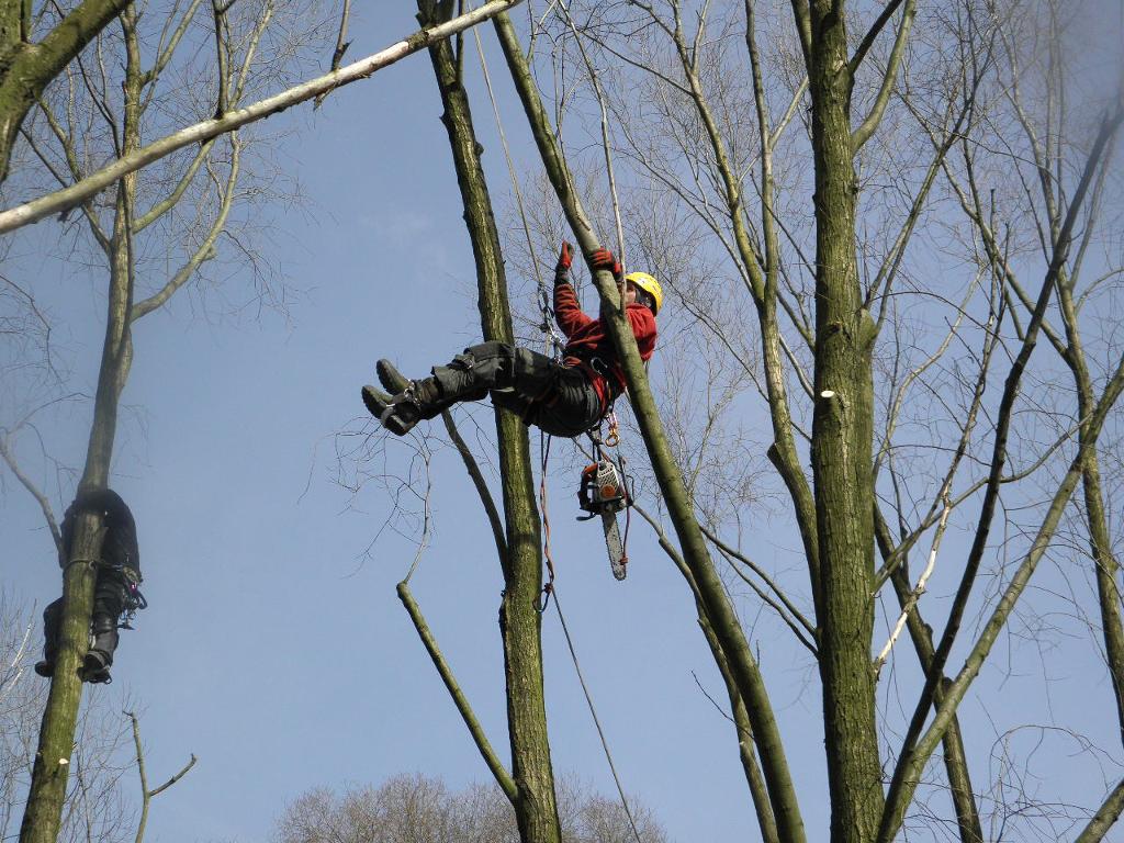 pielęgnacja drzewostanu - pole golfowe - Pabianice