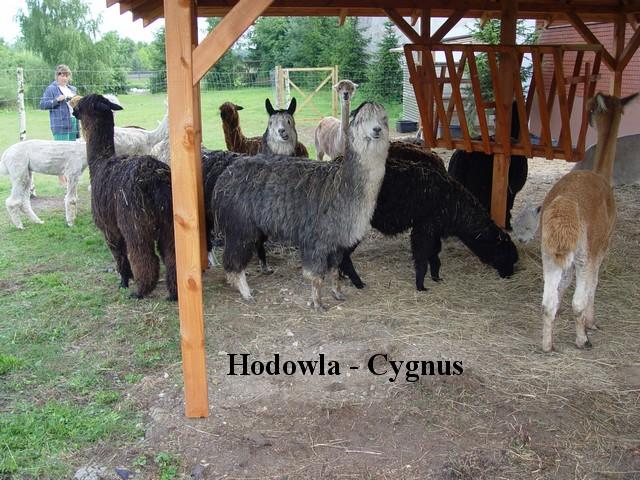 Alpaki, alpaka - Hodowla CYGNUS, Poczesna, śląskie