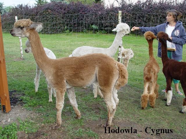 Alpaki, alpaka - Hodowla CYGNUS, Poczesna, śląskie