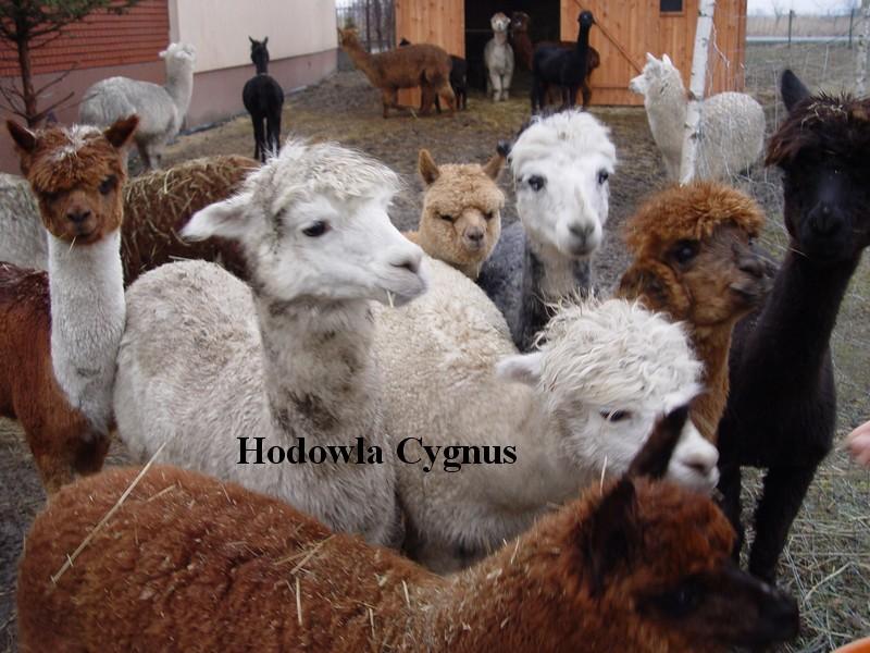 Alpaki, alpaka - Hodowla CYGNUS, Poczesna, śląskie