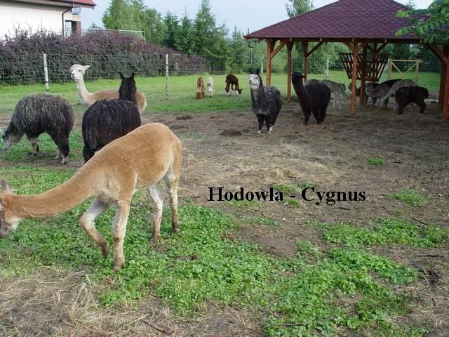 Alpaki, alpaka - Hodowla CYGNUS, Poczesna, śląskie