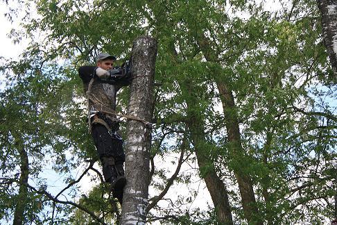 WYCINKA I PIELĘGNACJA DRZEW METODĄ ALPINISTYCZNĄ