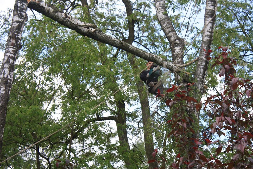 WYCINKA I PIELĘGNACJA DRZEW METODĄ ALPINISTYCZNĄ