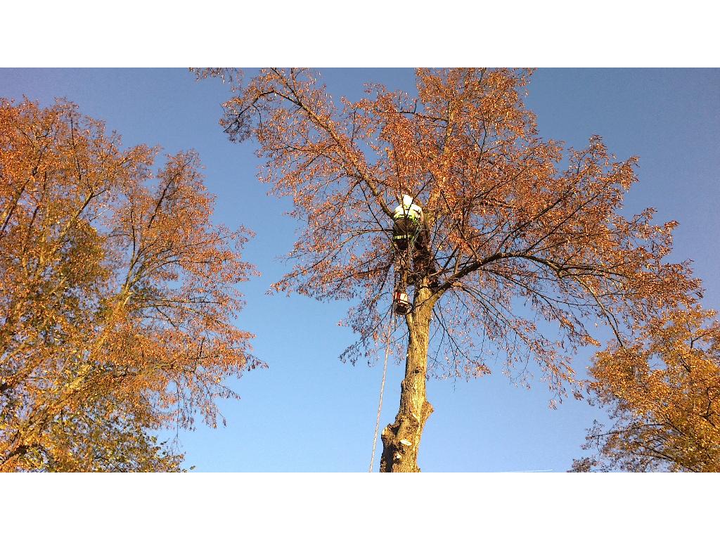 WYCINKA I PIELĘGNACJA DRZEW METODĄ ALPINISTYCZNĄ