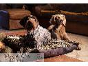 Legowisko dla psa Dog & Chic - poducha  125/85cm 