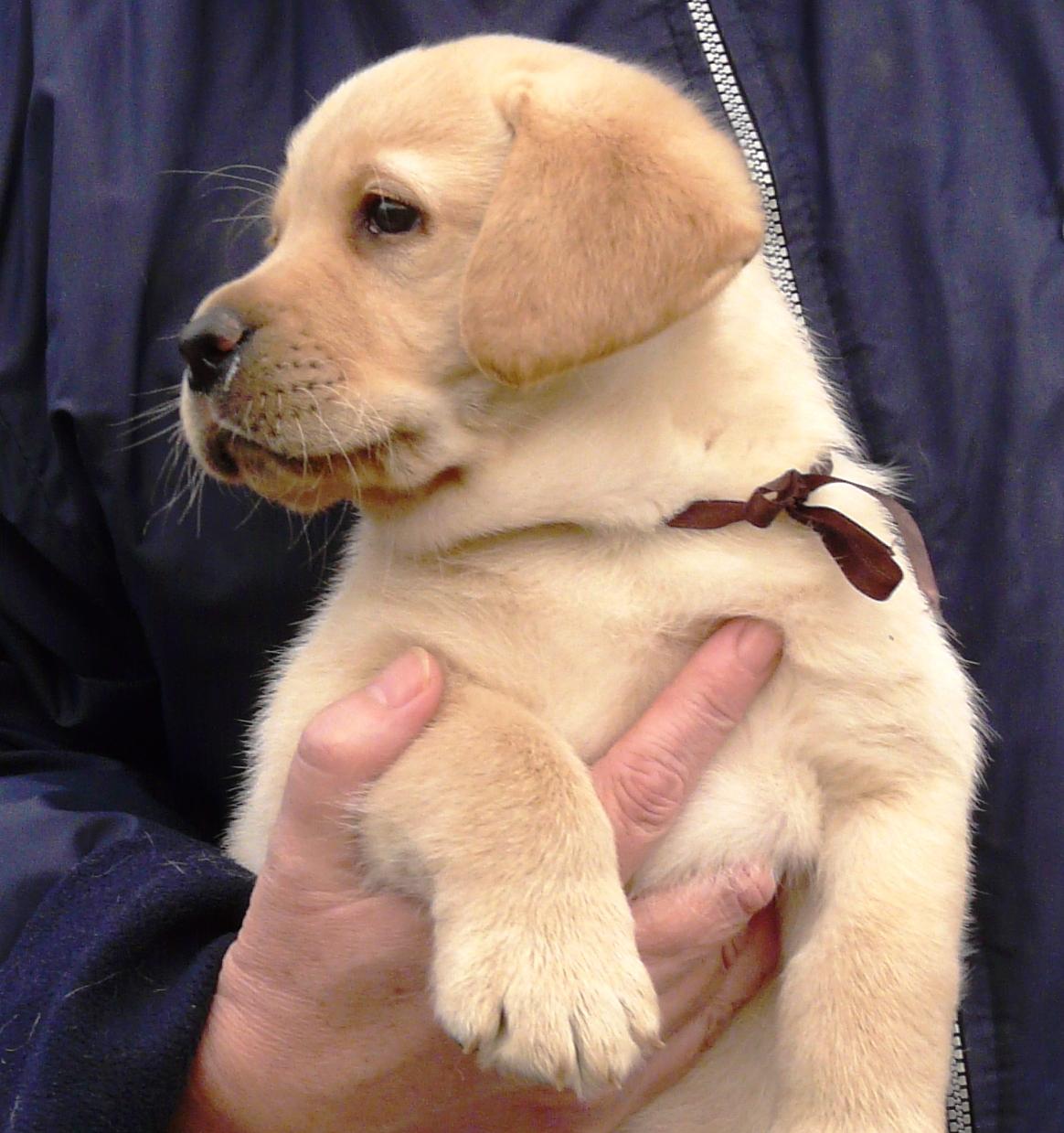 Labrador Retriever szczenięta biszkoptowe ZKwP FCI