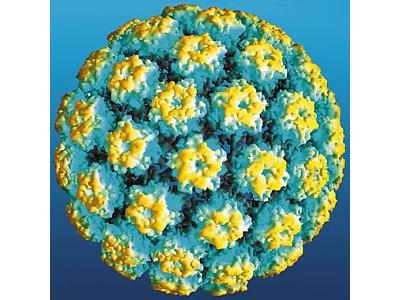 Wirus HPV - zaraźliwy nowotwór