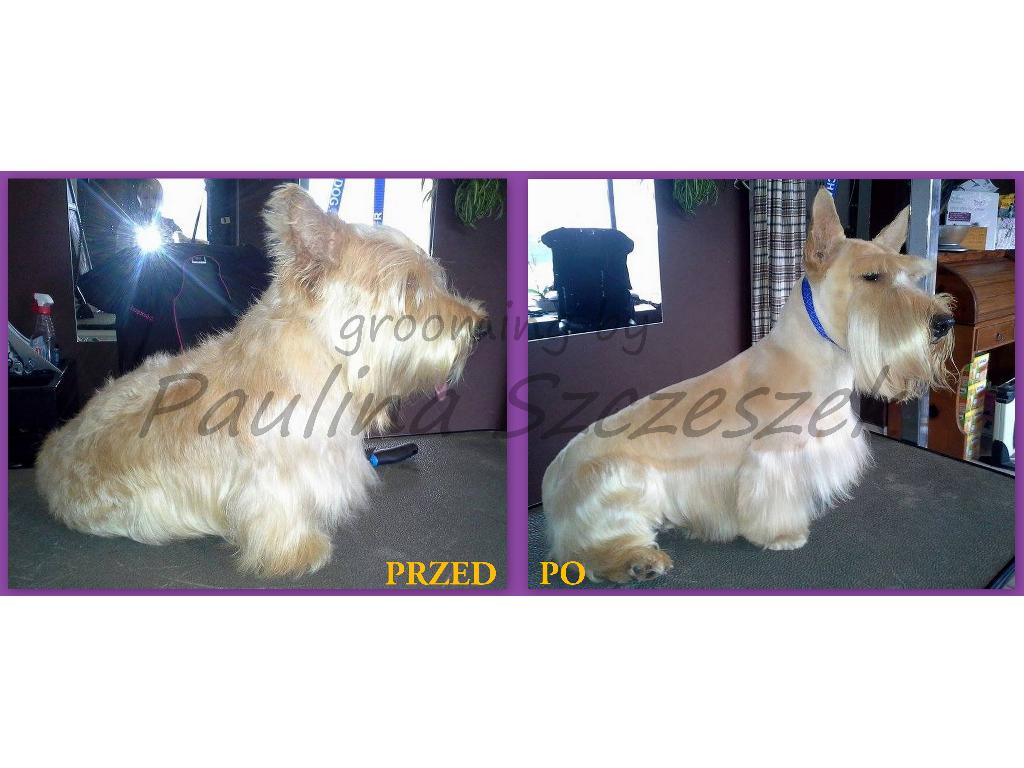 Strzyżenie psów, trymowanie, psi fryzjer , sklep zoologiczny, Gostyń, wielkopolskie