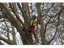 Wycinanie drzew metodą alpinistyczną i tradycyjną, GRUDZIĄDZ, kujawsko-pomorskie