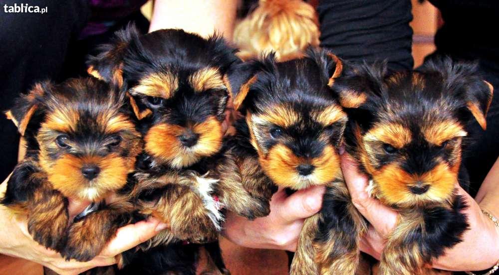 Yorkshire Terrier  -   piesek z rodowodem FCI