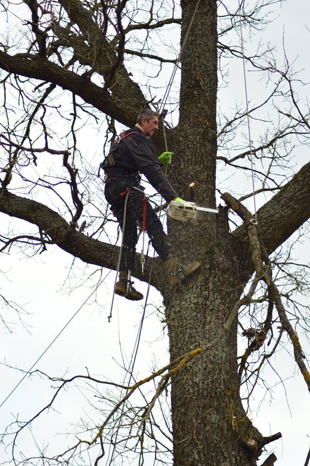 Chirurgia trudnych drzew metodą alpinistyczną, Olsztyn, Gdańsk, warmińsko-mazurskie