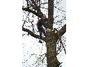 Chirurgia trudnych drzew metodą alpinistyczną, Olsztyn, Gdańsk, warmińsko-mazurskie