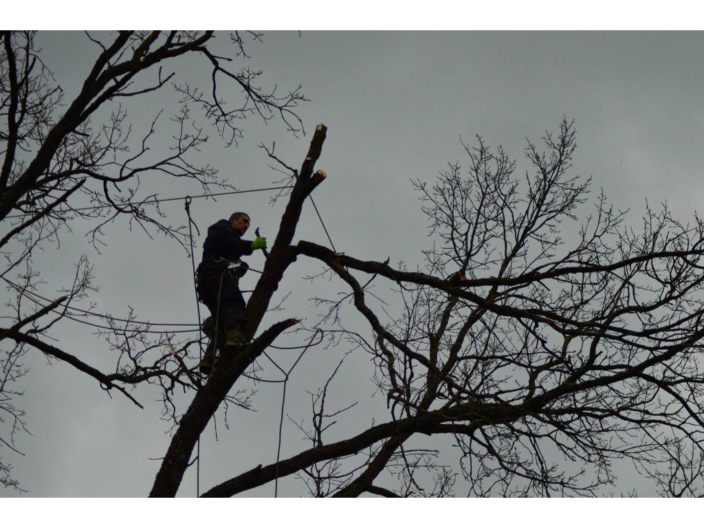 Chirurgia trudnych drzew metodą alpinistyczną, Olsztyn, Gdańsk, warmińsko-mazurskie