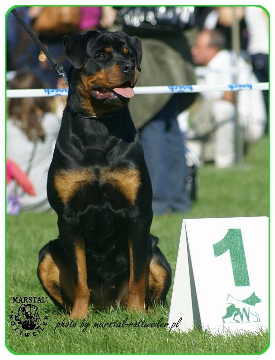 Rottweiler/y -Zapowiedz miotu, Wysiołek Luborzycki, małopolskie