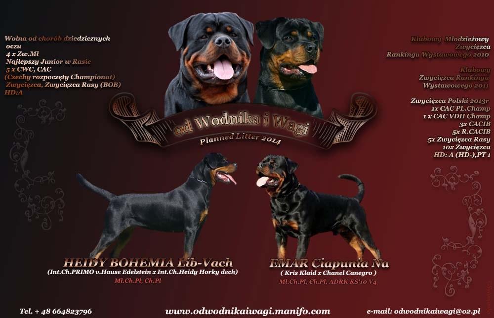 Rottweiler/y -Zapowiedz miotu, Wysiołek Luborzycki, małopolskie