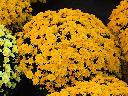 Chryzantema drobnokwiatowa, sprzedaż chryzantem doniczkowych hurtowo
