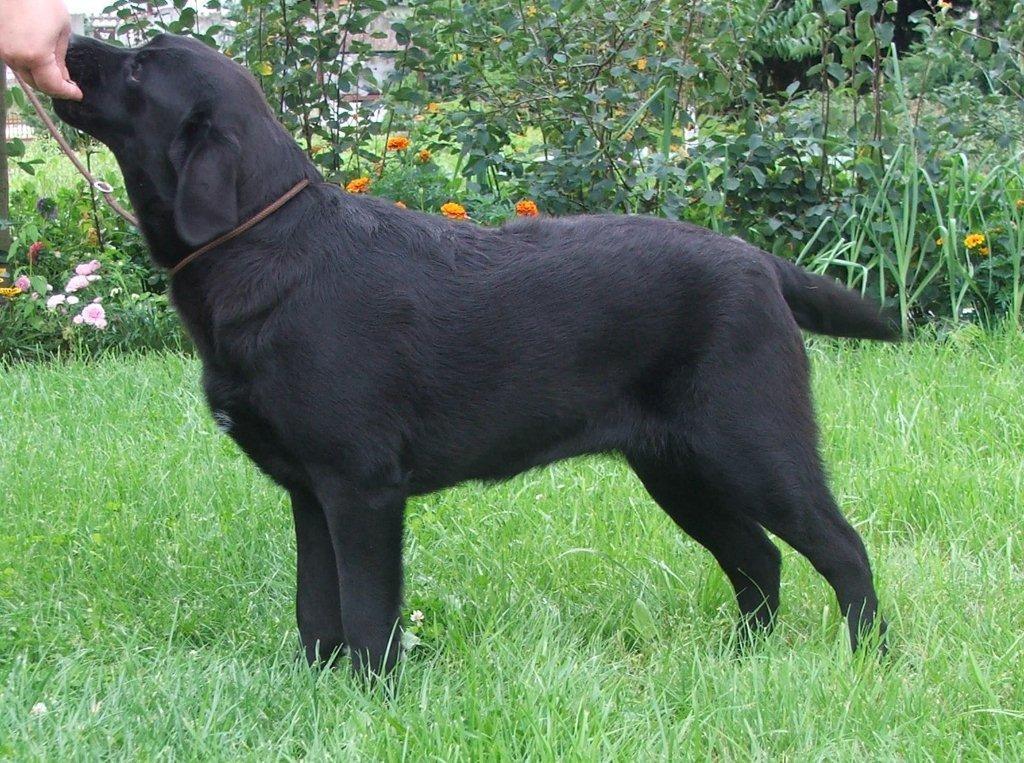 Labrador wzbitne czarne sunie