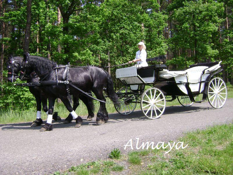 Bryczka powóz wesele ślub transport konie , Tarnowskie Góry, śląskie