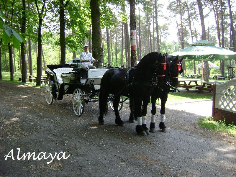 Bryczka powóz wesele ślub transport konie , Tarnowskie Góry, śląskie