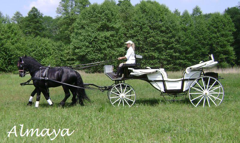 Bryczka powóz wesele ślub transport konie , Tarnowskie Góry, śląskie