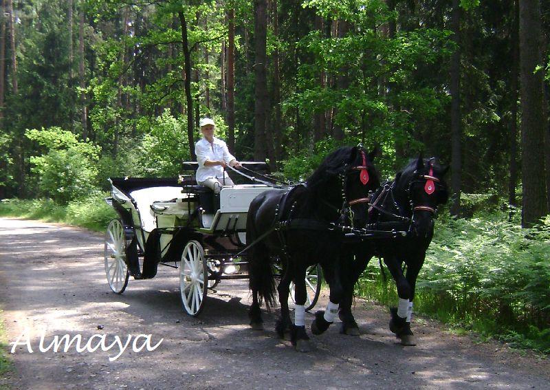 Bryczka powóz wesele ślub transport konie , Tarnowskie Góry, śląskie