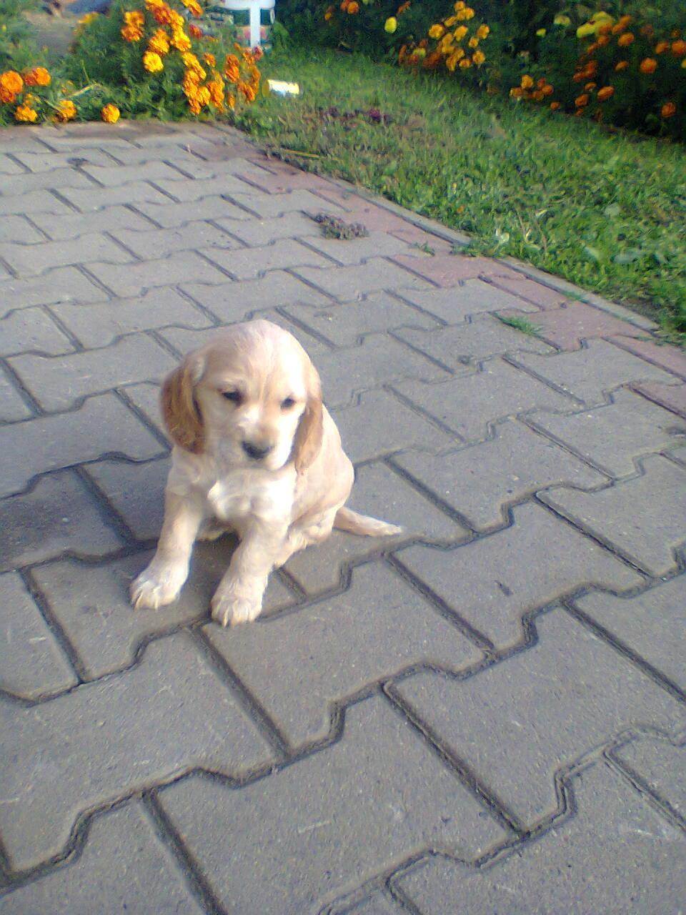 Sunia cocer spaniel, zamość