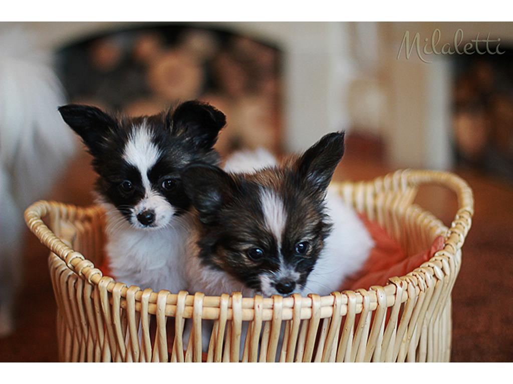 Papillon (Miniaturowy Spaniel Kontynentalny) szczenięta FCI-wystawowe , Poznań, wielkopolskie