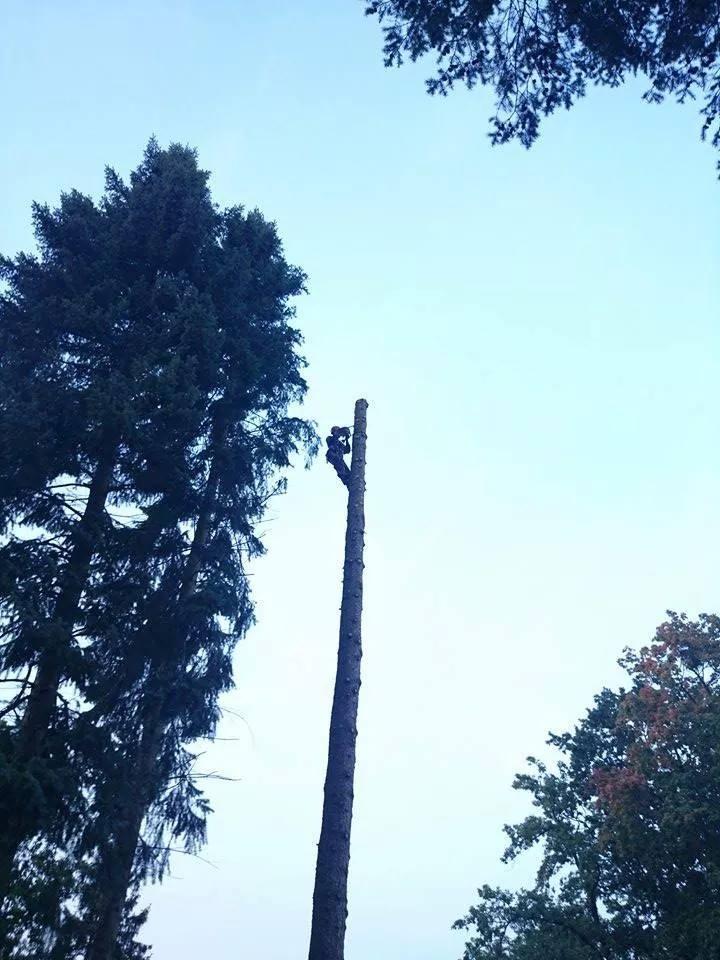 Wycinka drzew metodą alpinistyczną, pielęgnacja zieleni, usł leśne