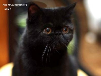 Afra koteczka egzotyczna miła mrucząca ur.14.07.2014 - kliknij, aby powiększyć