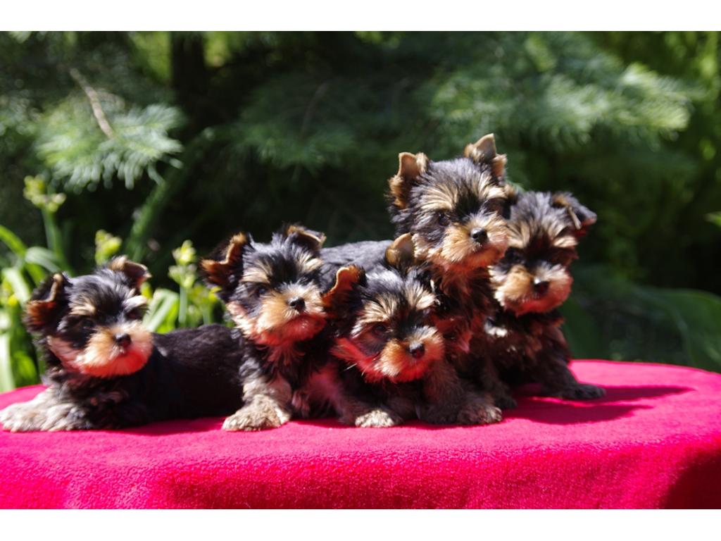 Hodowla yorkshire terrier, cudne szczenięta ZKwP/FCI, Lublin, lubelskie