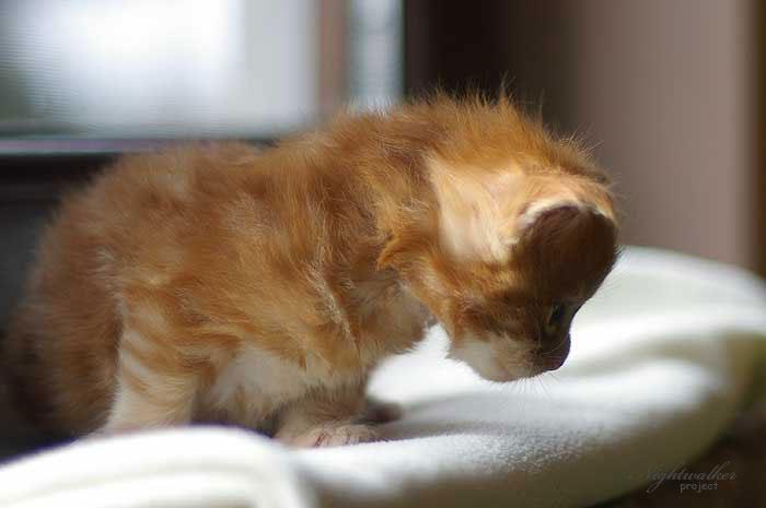Hafis Nightwalker*PL kocurek rasy Maine Coon