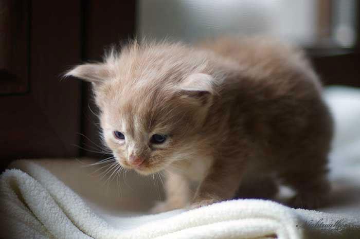 Honey Nightwalker*PL kocurek rasy Maine Coon