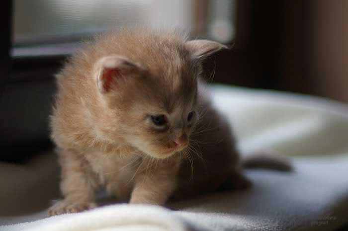 Honey Nightwalker*PL kocurek rasy Maine Coon