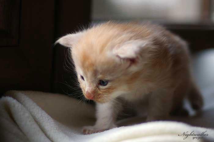 Homer Nightwalker*PL kocurek rasy Maine Coon
