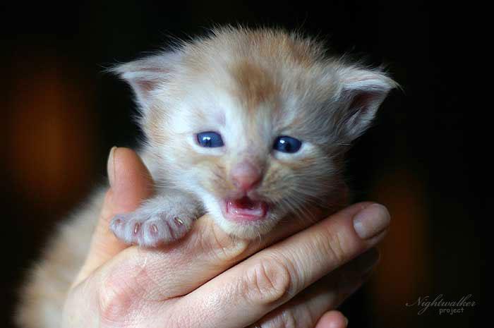 Homer Nightwalker*PL kocurek rasy Maine Coon